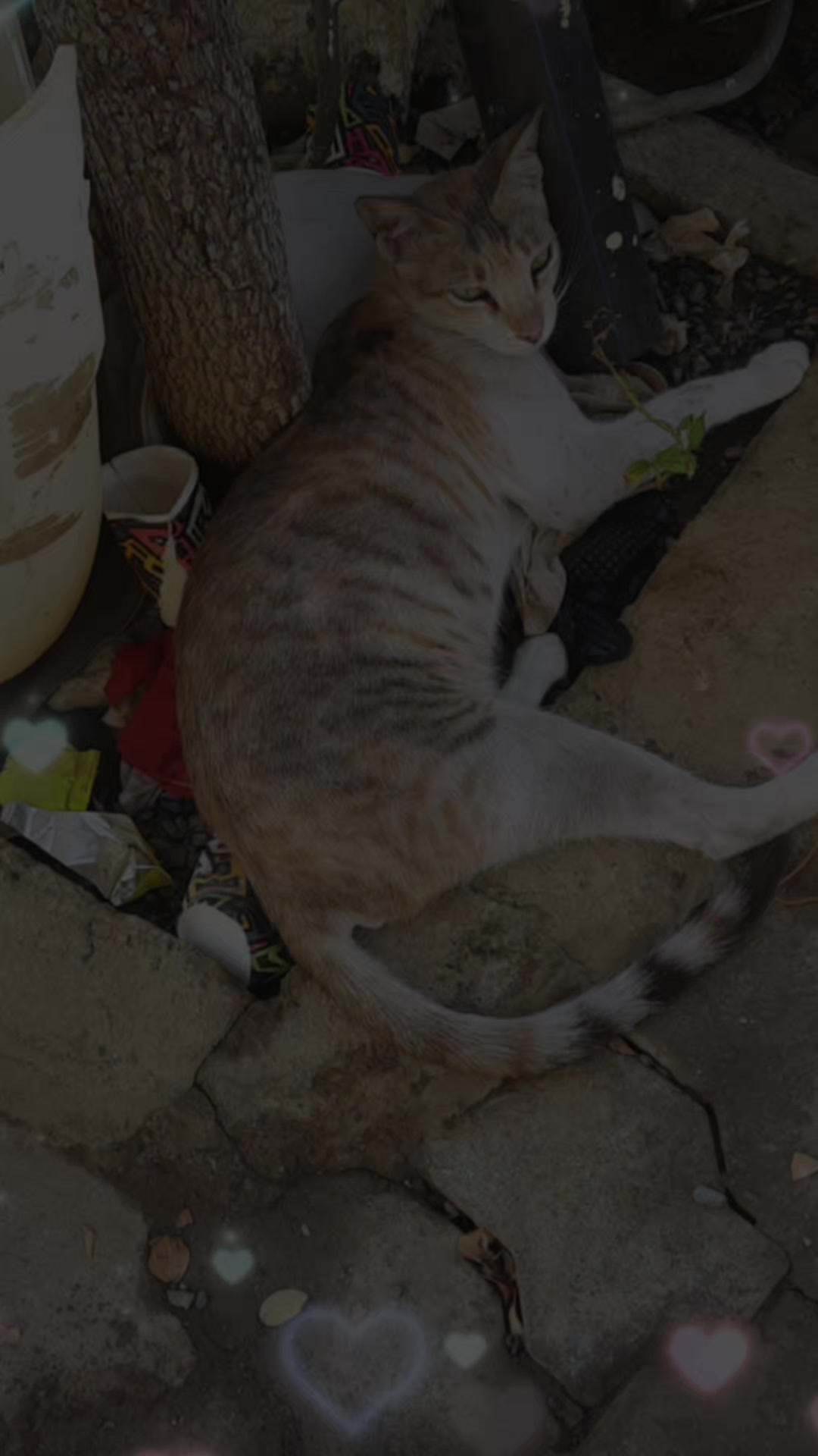 @𝐑𝐚𝐣𝐞𝐬𝐡 _𝐎𝐦𝐚𝐧