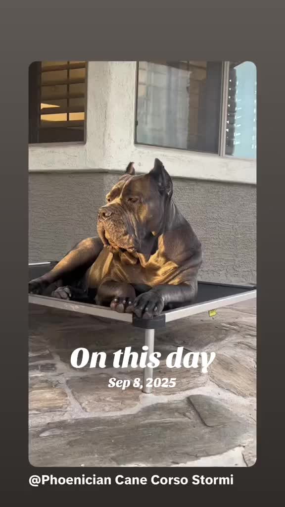 @Phoenician Cane Corso Stormi