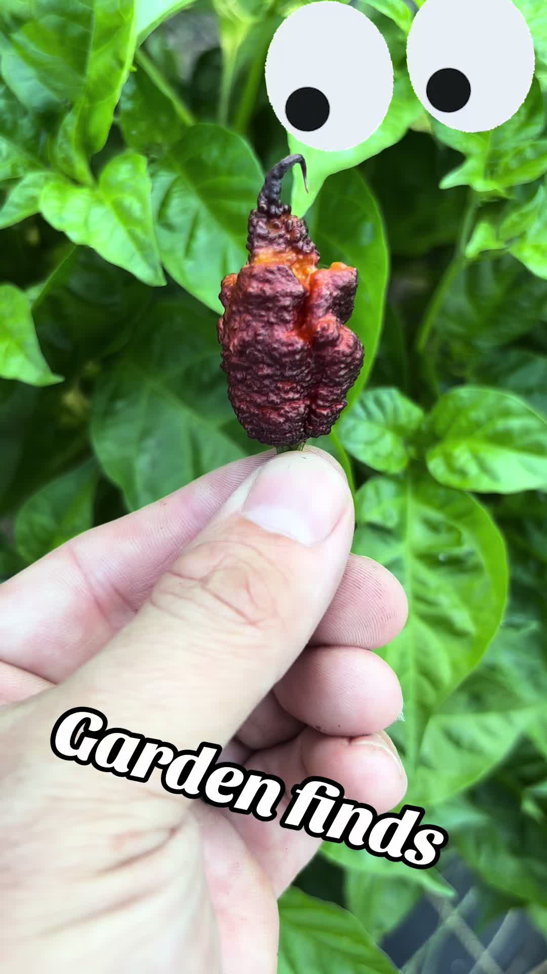 @Jdeaththepepperguy 🌶️AGX🌶️🌱