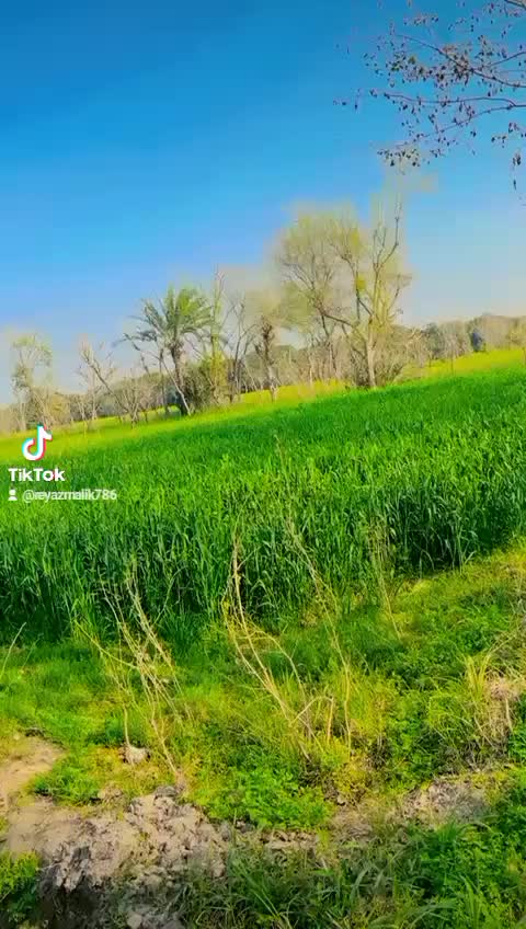 @malik riaz