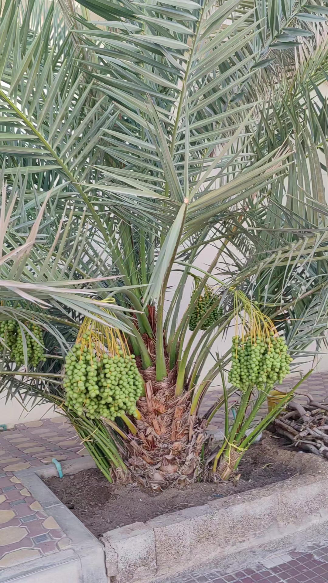 @Life iS better iN Green 🇦🇪