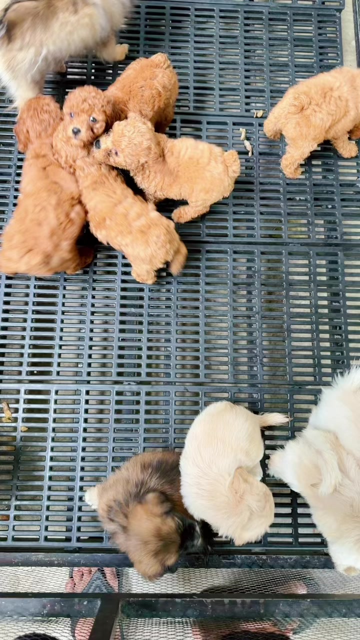 @Sky Pet Shop MDY 2