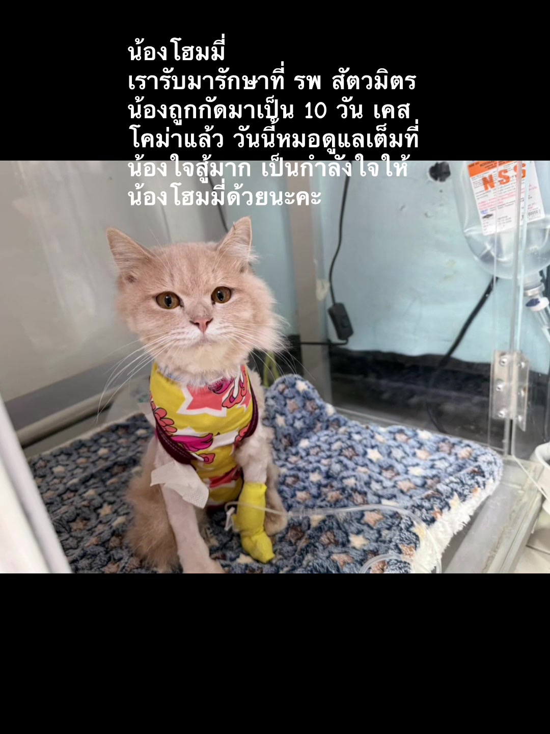 @happycatgarden.thailand