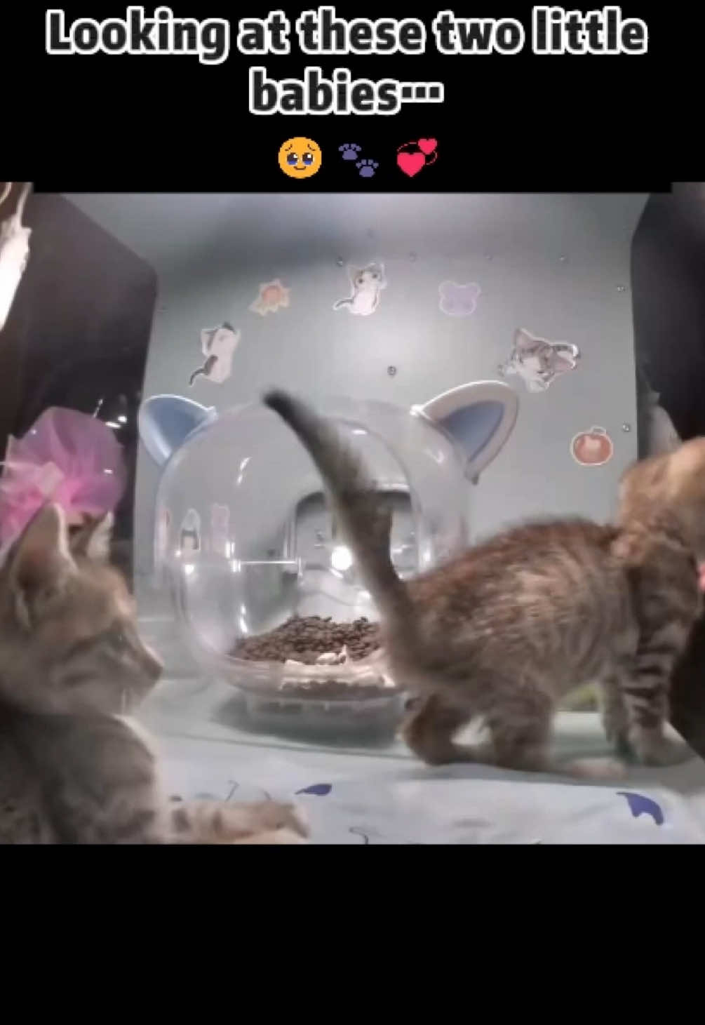 @Purrrr