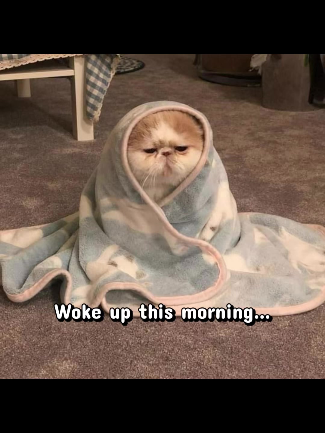 @Meow kitty