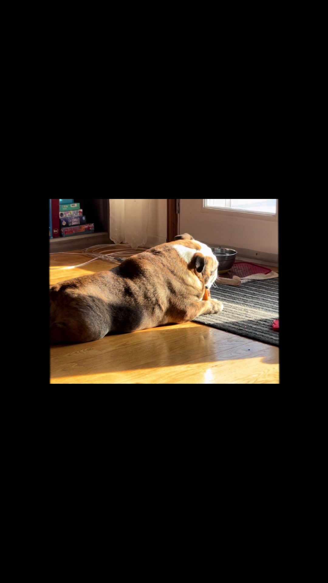 @Pedrobulldog