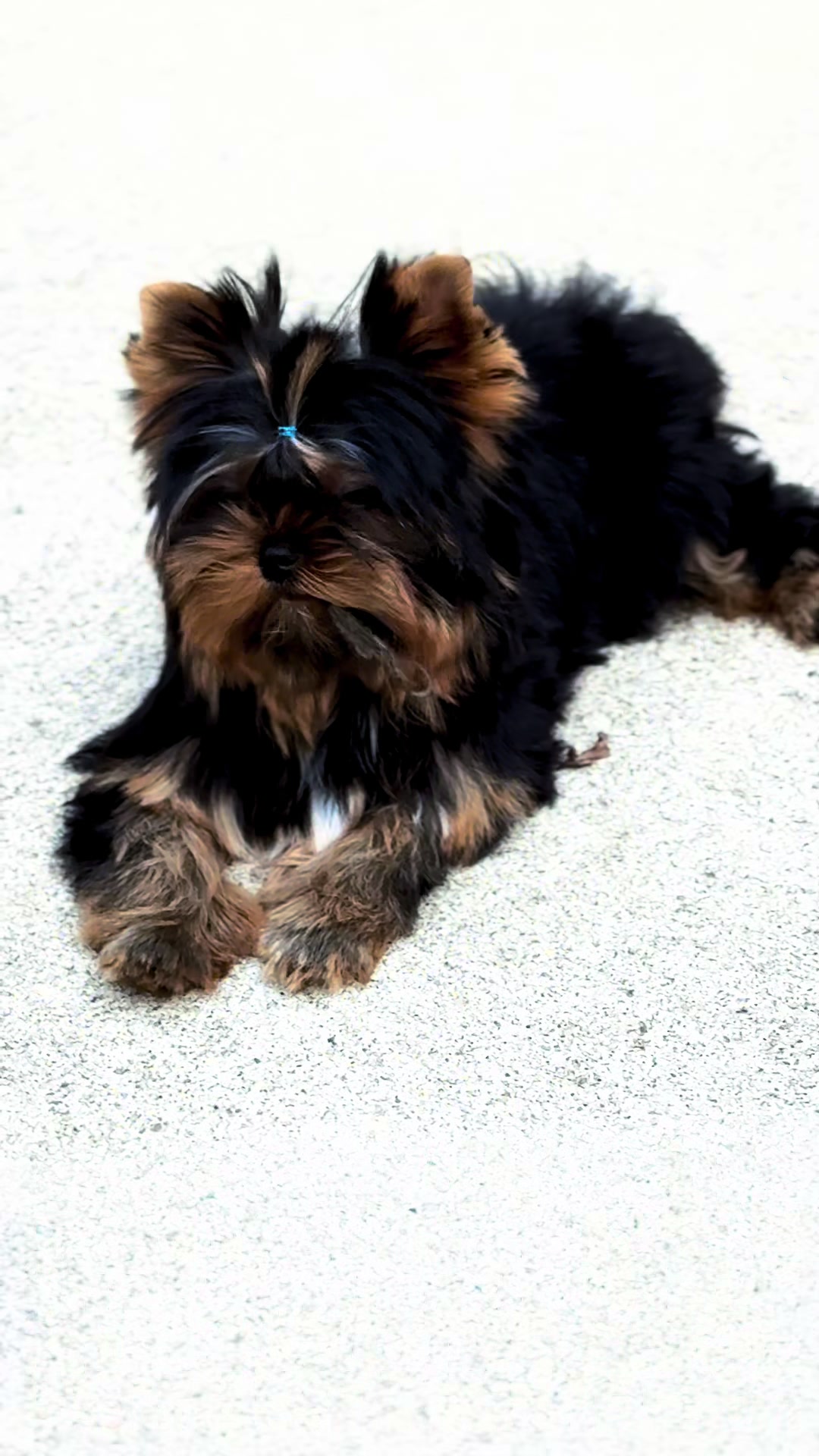 @Kimbrays Yorkies
