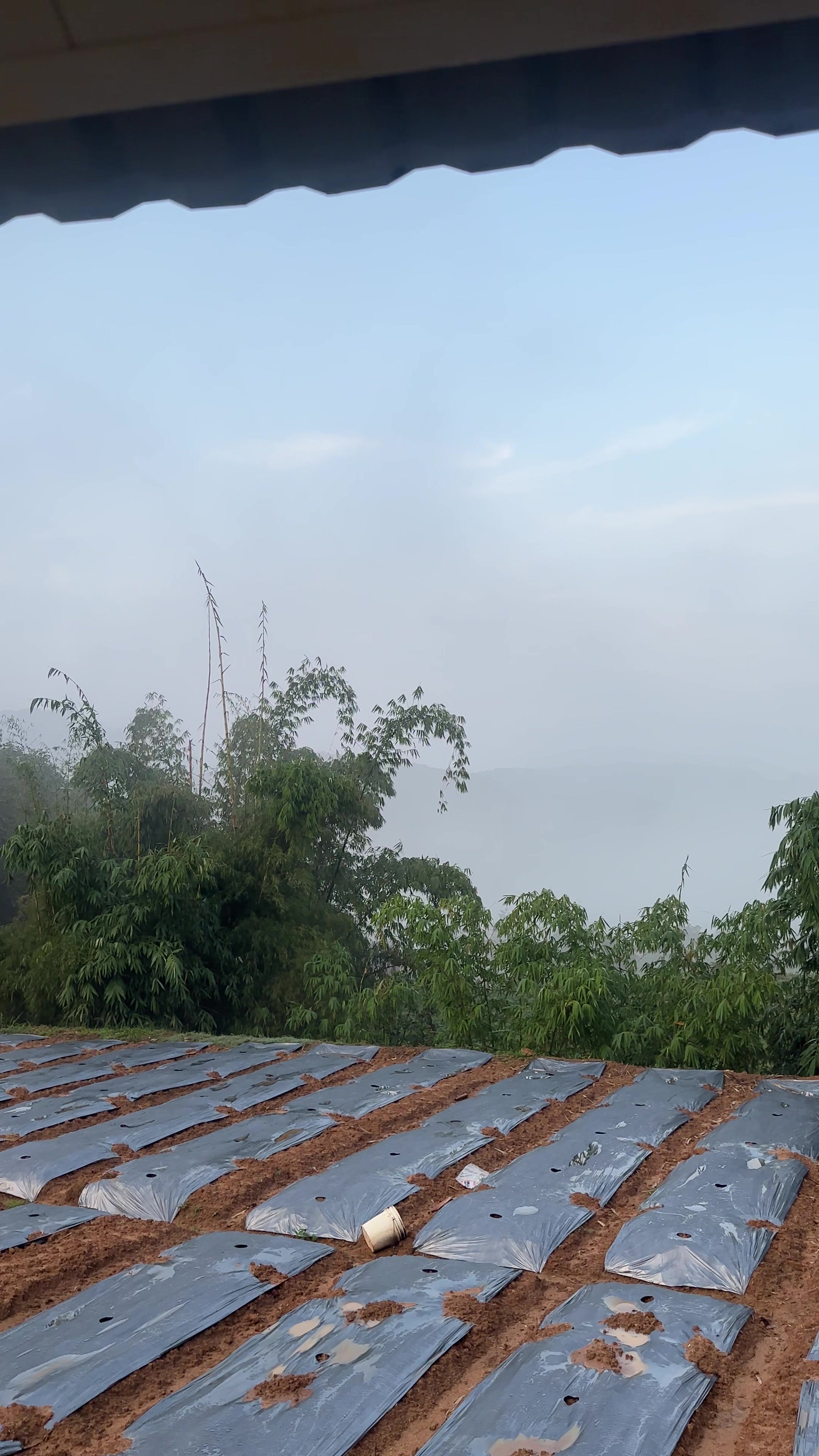 @Thảo Dran 🇻🇳🧖♀️🌳