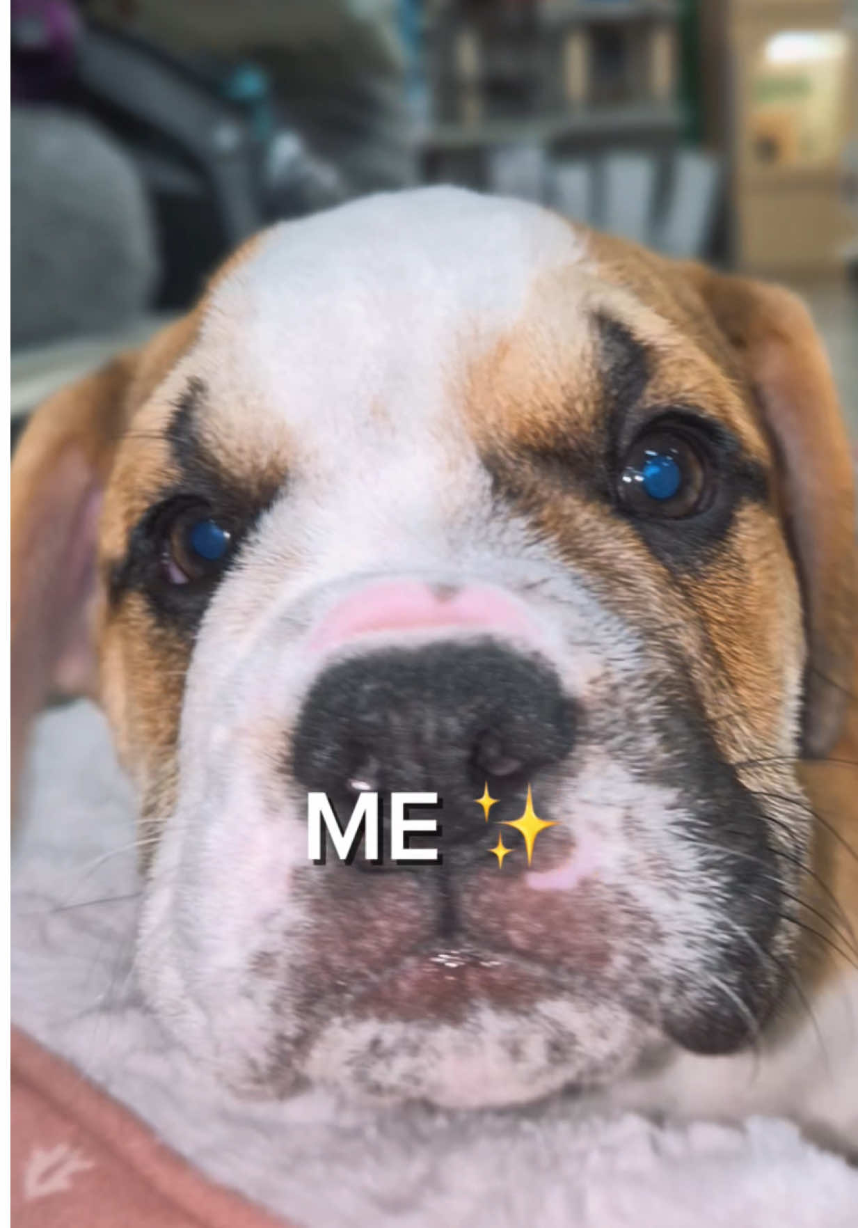 @Petland Oklahoma City