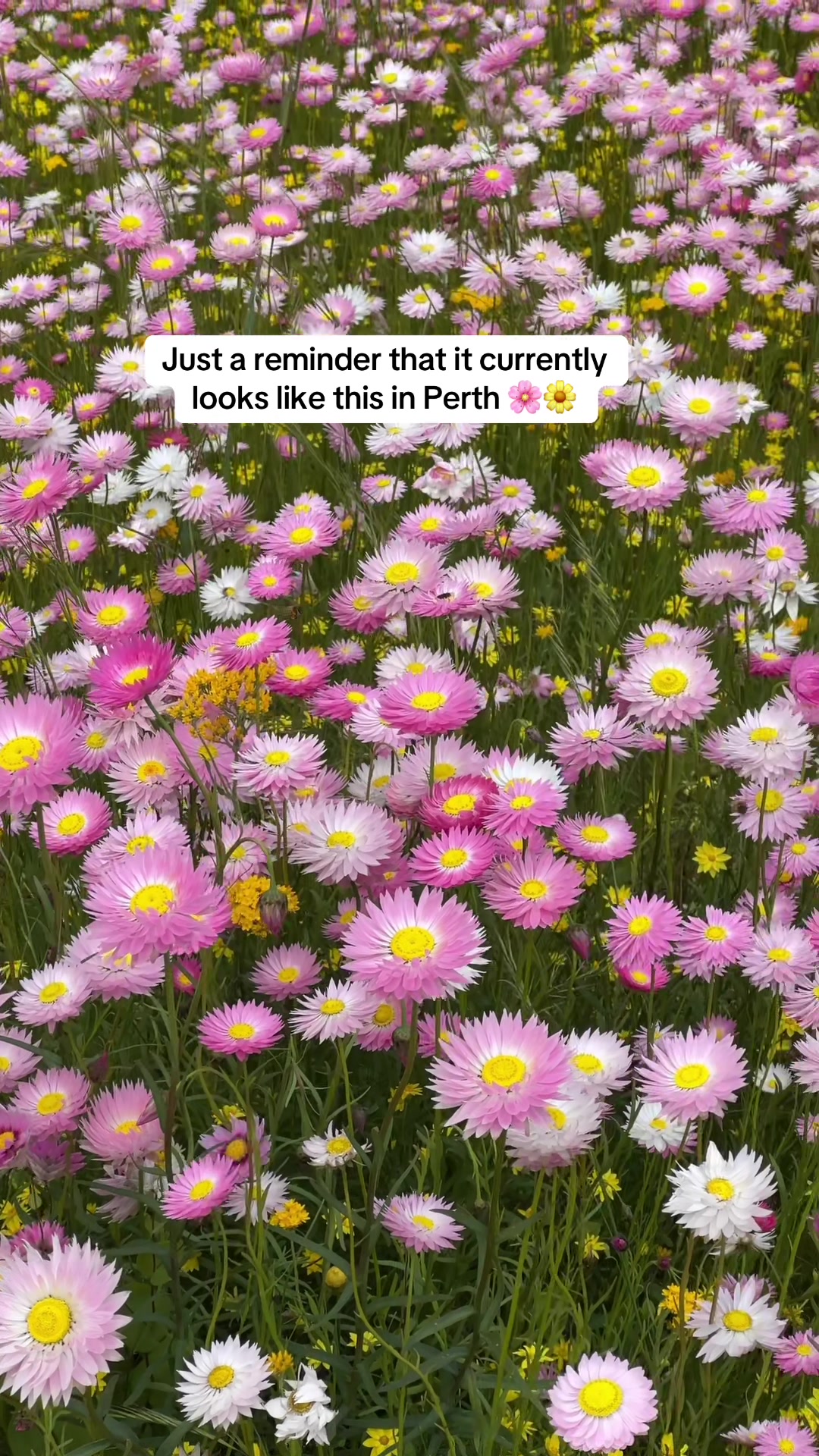 @Tess | Perth Blogger