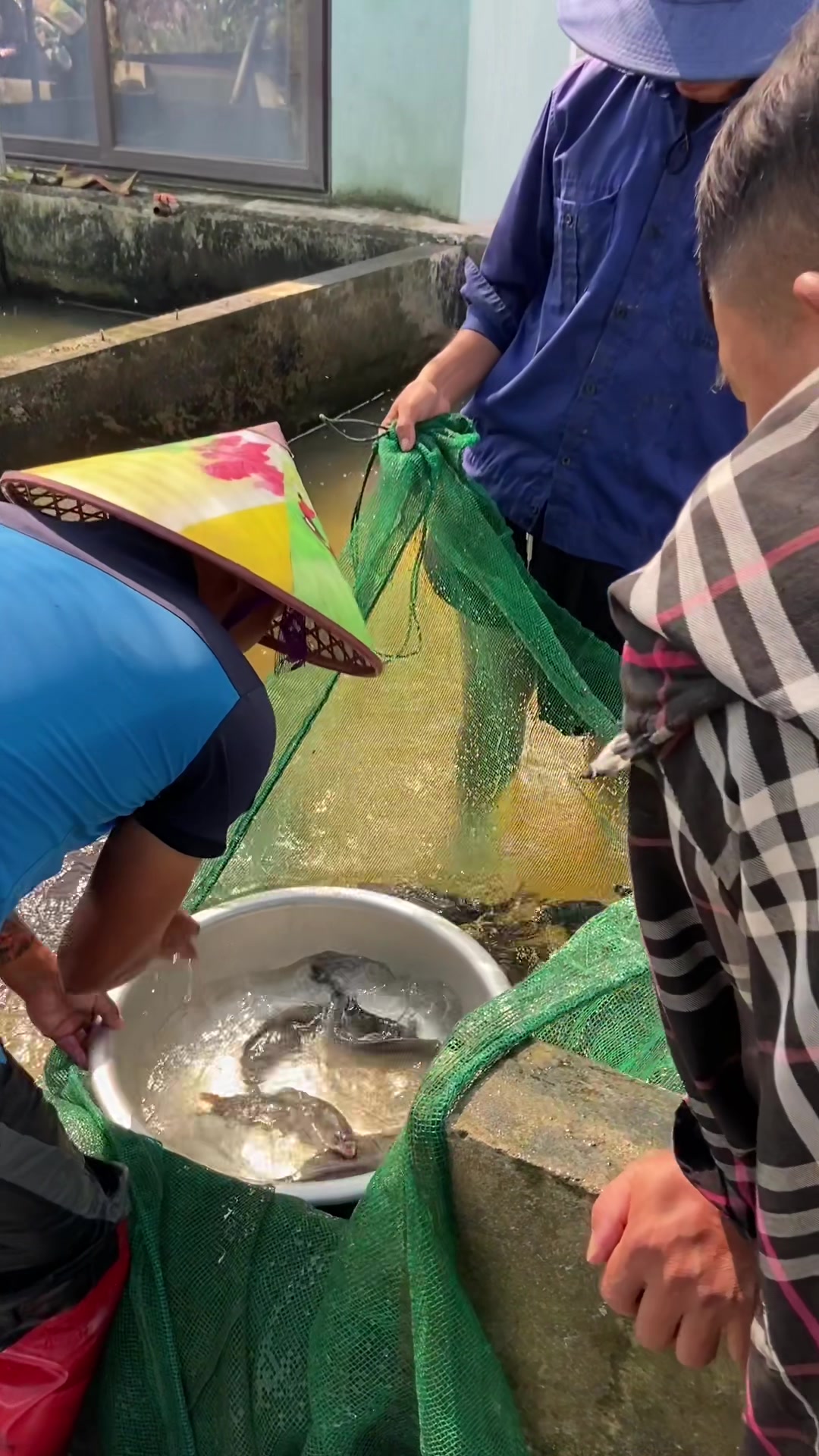 @Trại C&aacute; Giống Quang L&acirc;m
