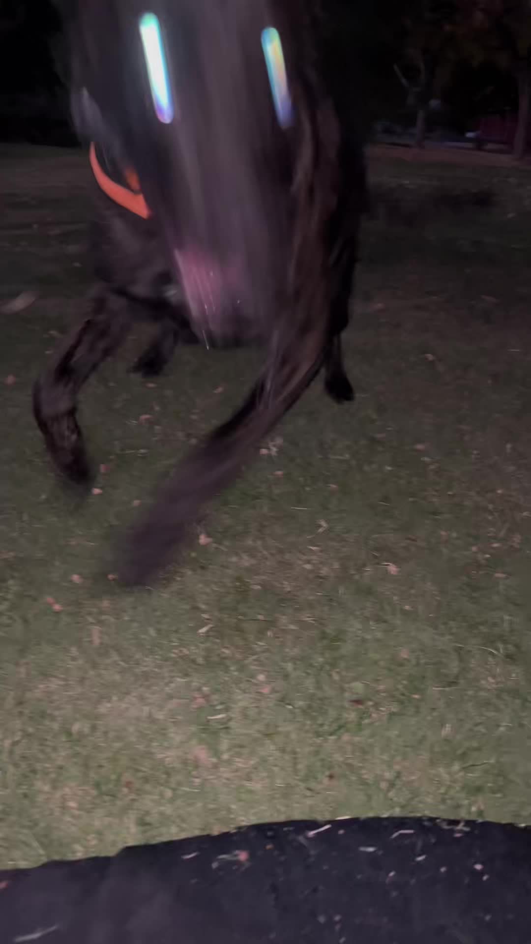 @🦭