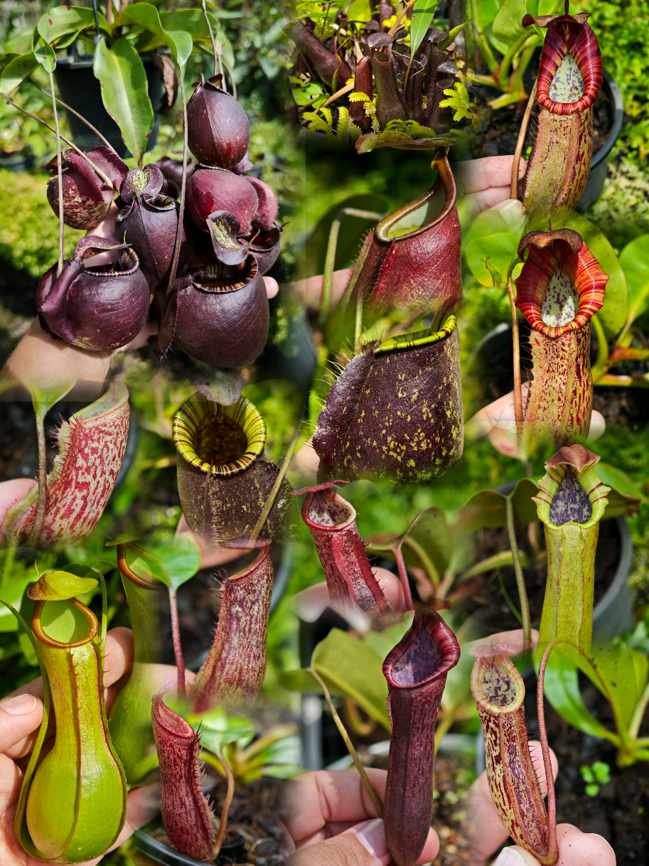 @GSp.Rayong Nepenthes