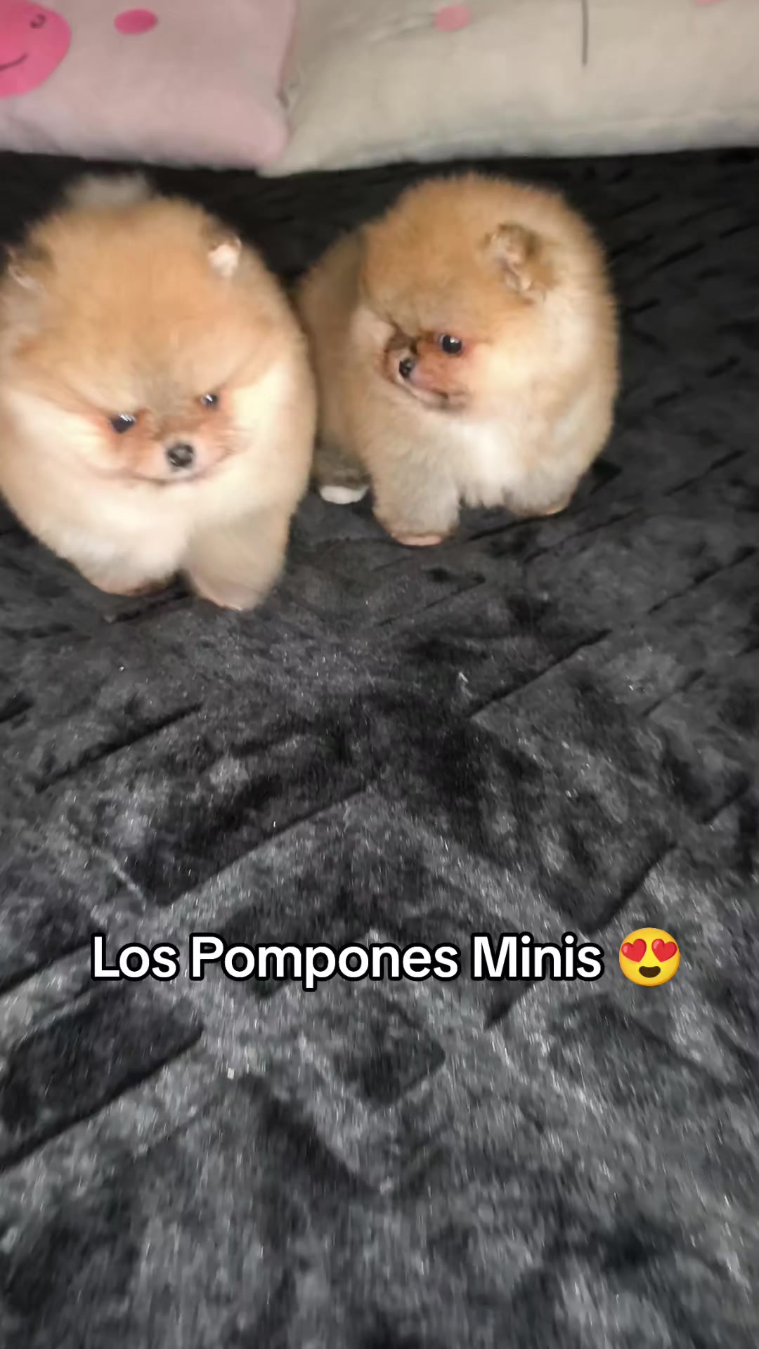 @Pomerania chile