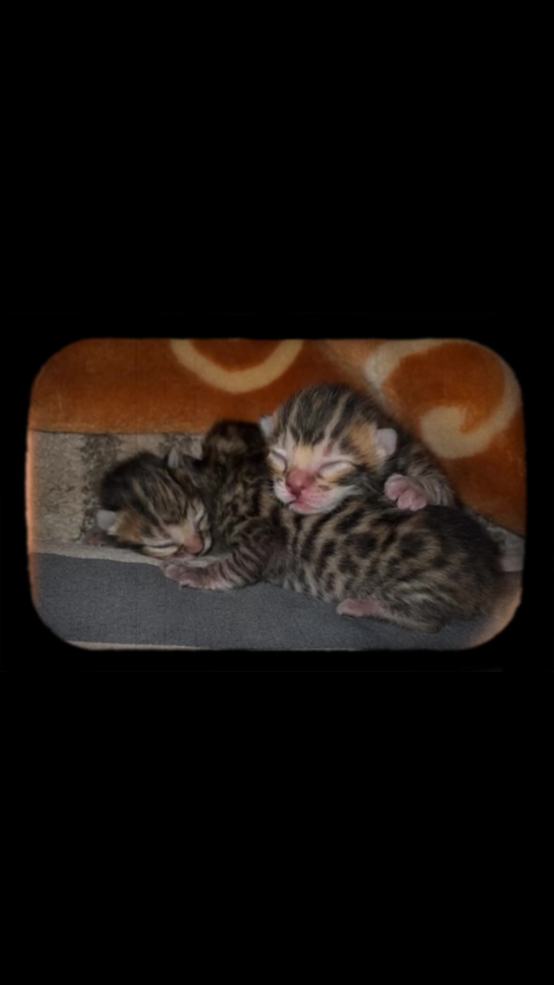 @Bengal Cats