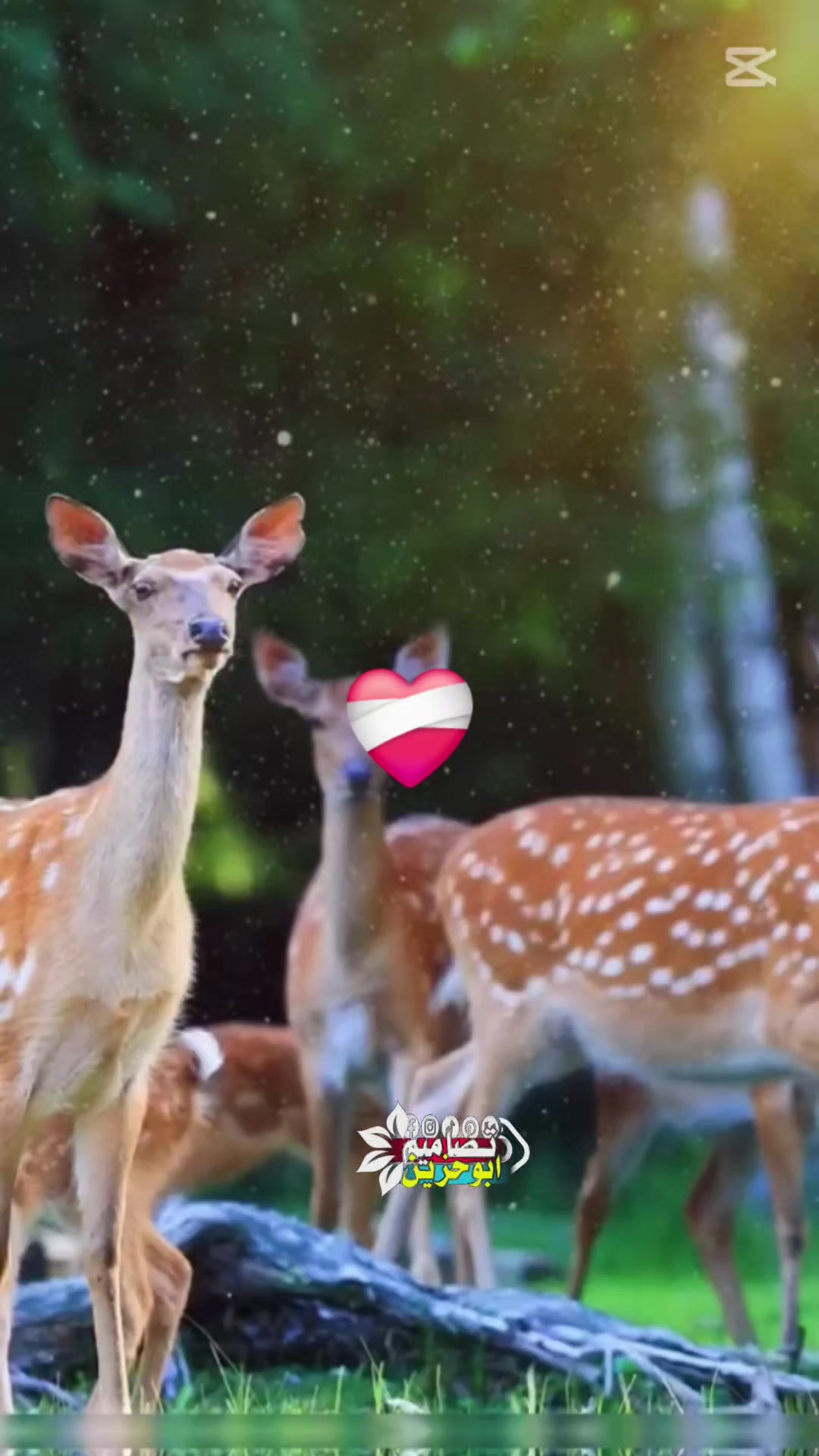 @๐ฆ _ุญุจูุจ_ุฌุงู_๐ฆ