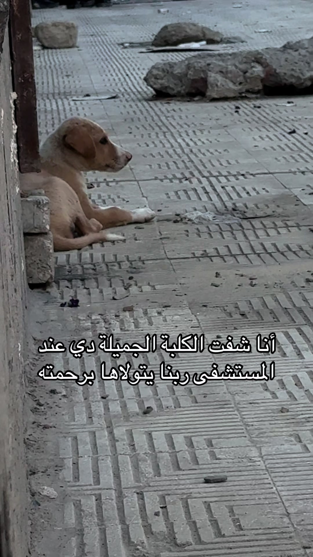 @ابو مصطفى🇪🇬
