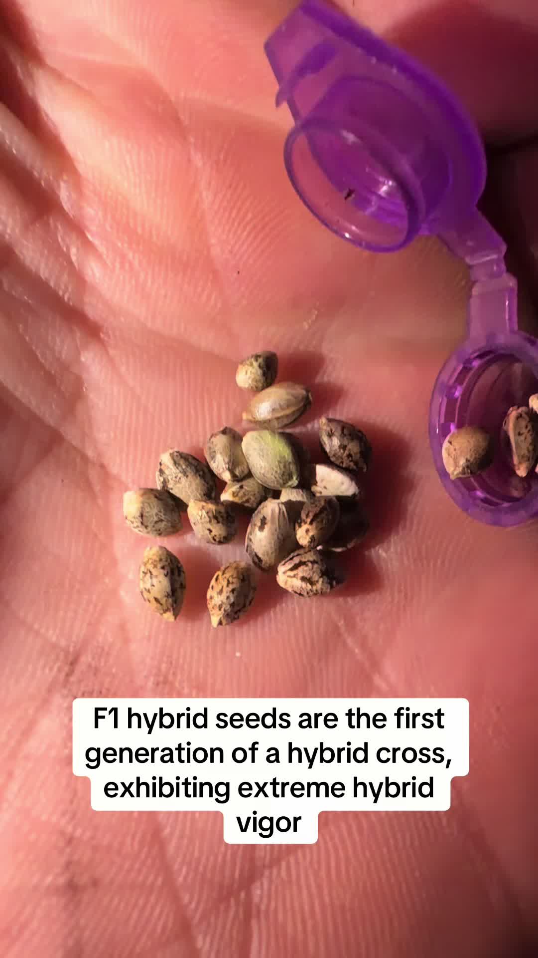 @SEEDTIVA