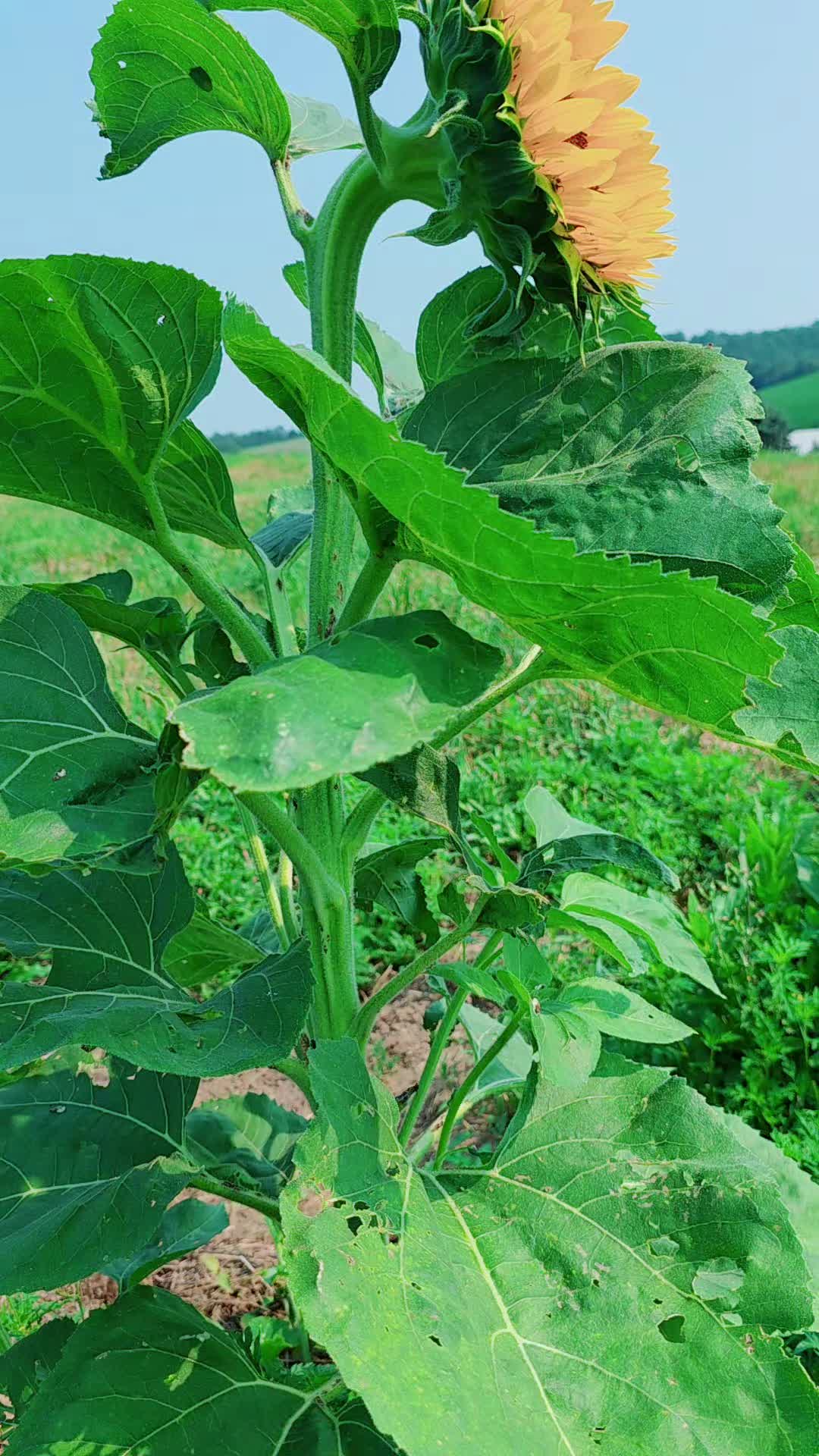 @𝙇𝙪𝙞𝙞502👨🌾