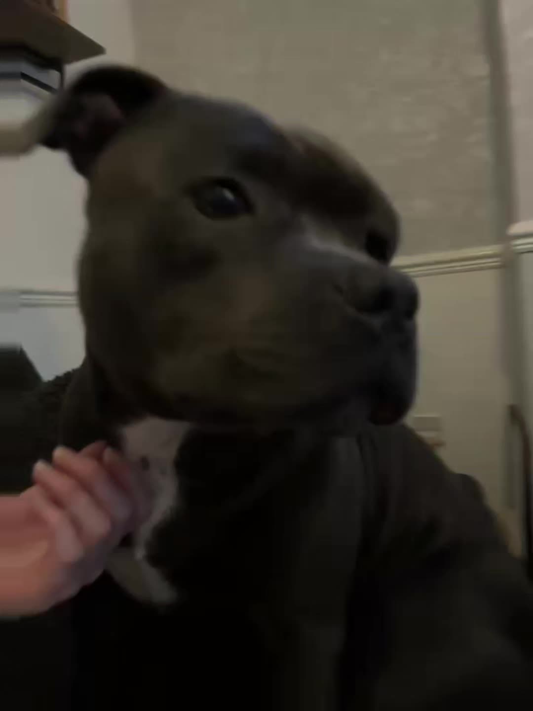@𝕆𝕕𝕚𝕟🐾