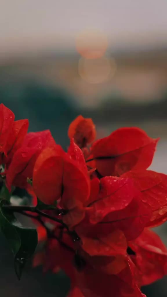 @مسلسل المنظمة 🤍💚