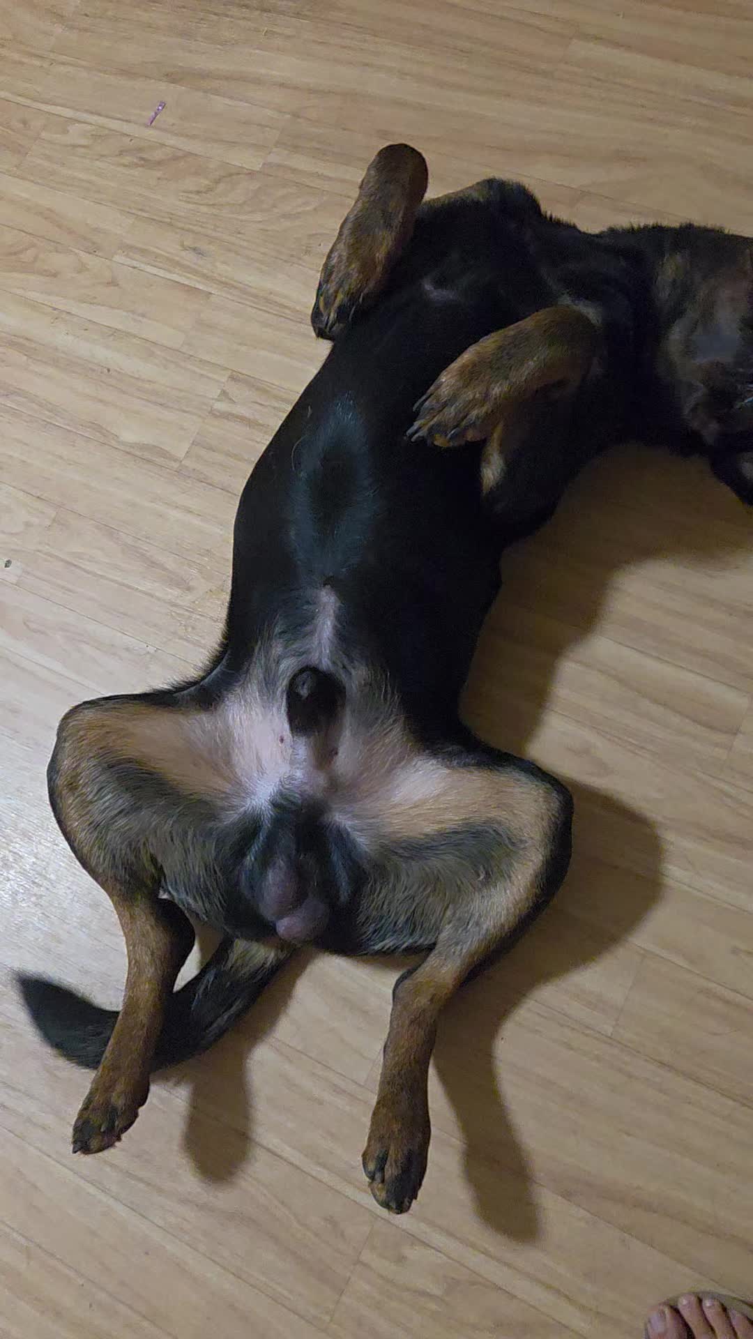 @Loki der Rottweiler