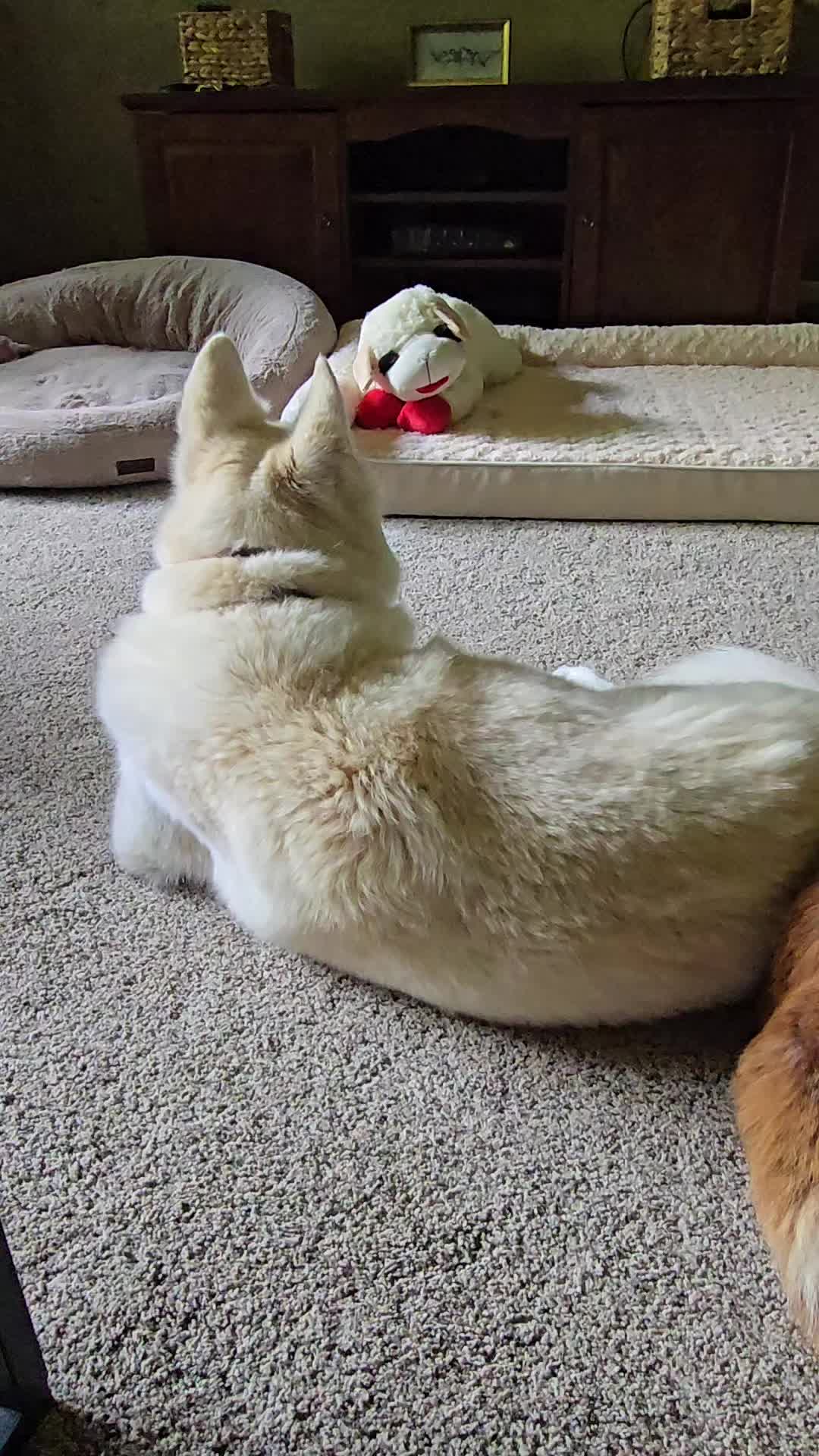 @Diane | Huskies-Jack & Jill