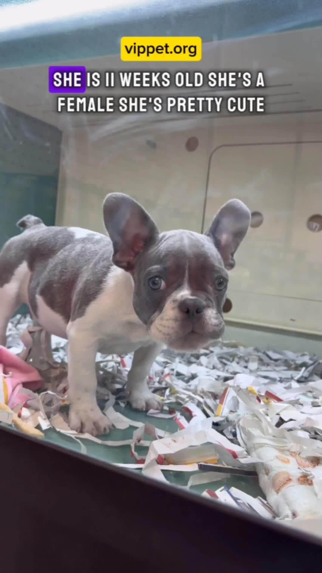 @VIP PET ORG