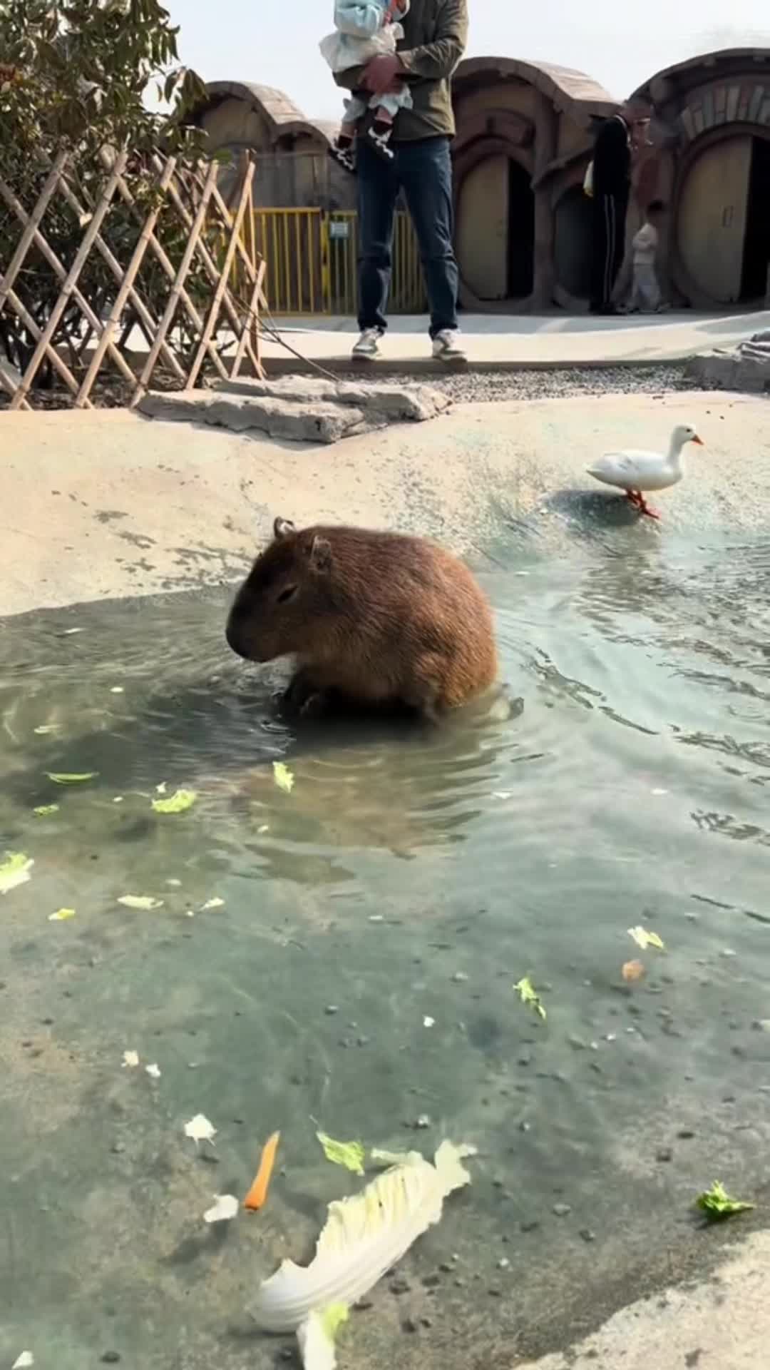 @CuteAnimal
