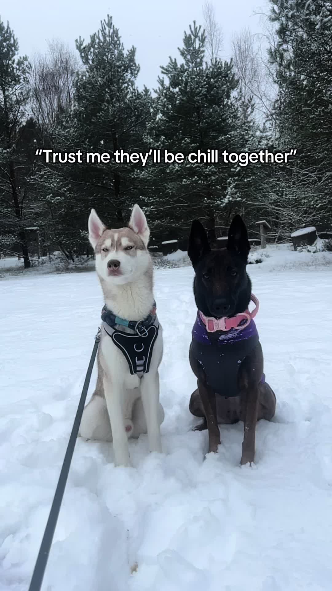 @Pit&uacute; & Kahlua
