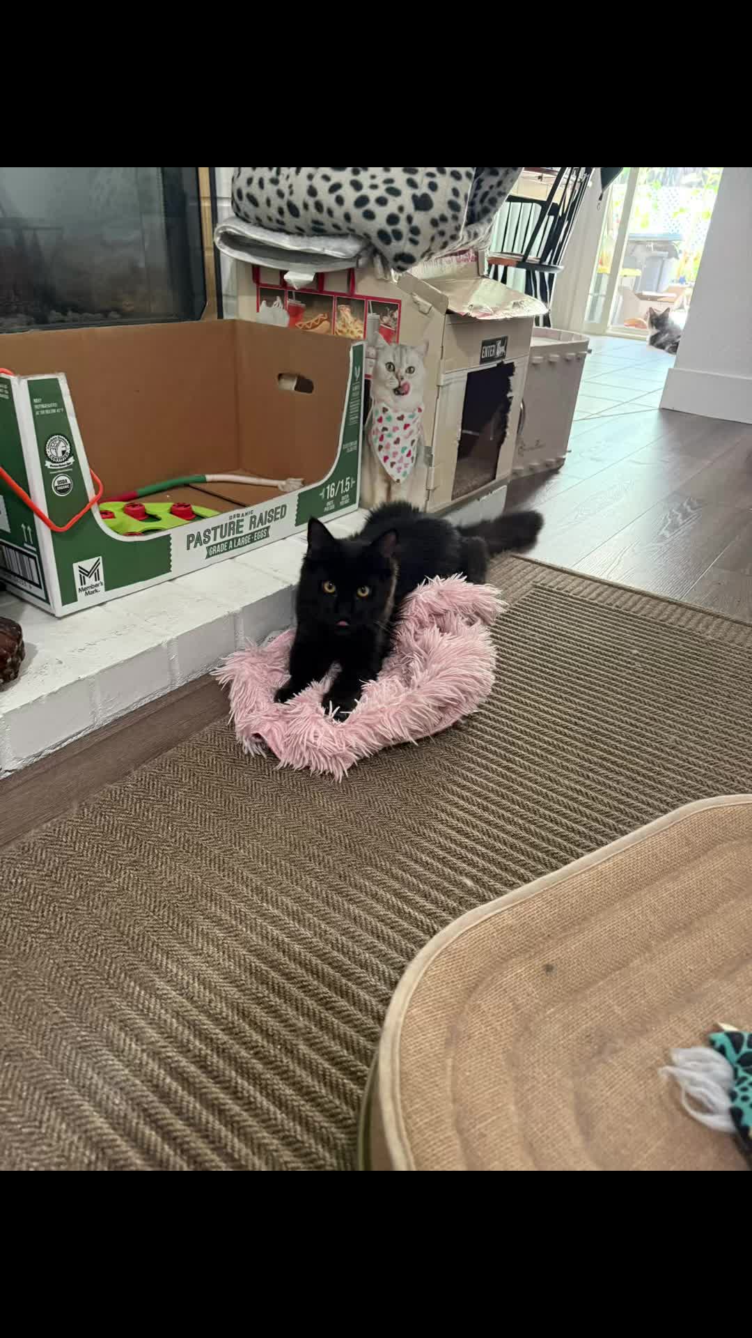 @StarKingdomMaineCoons
