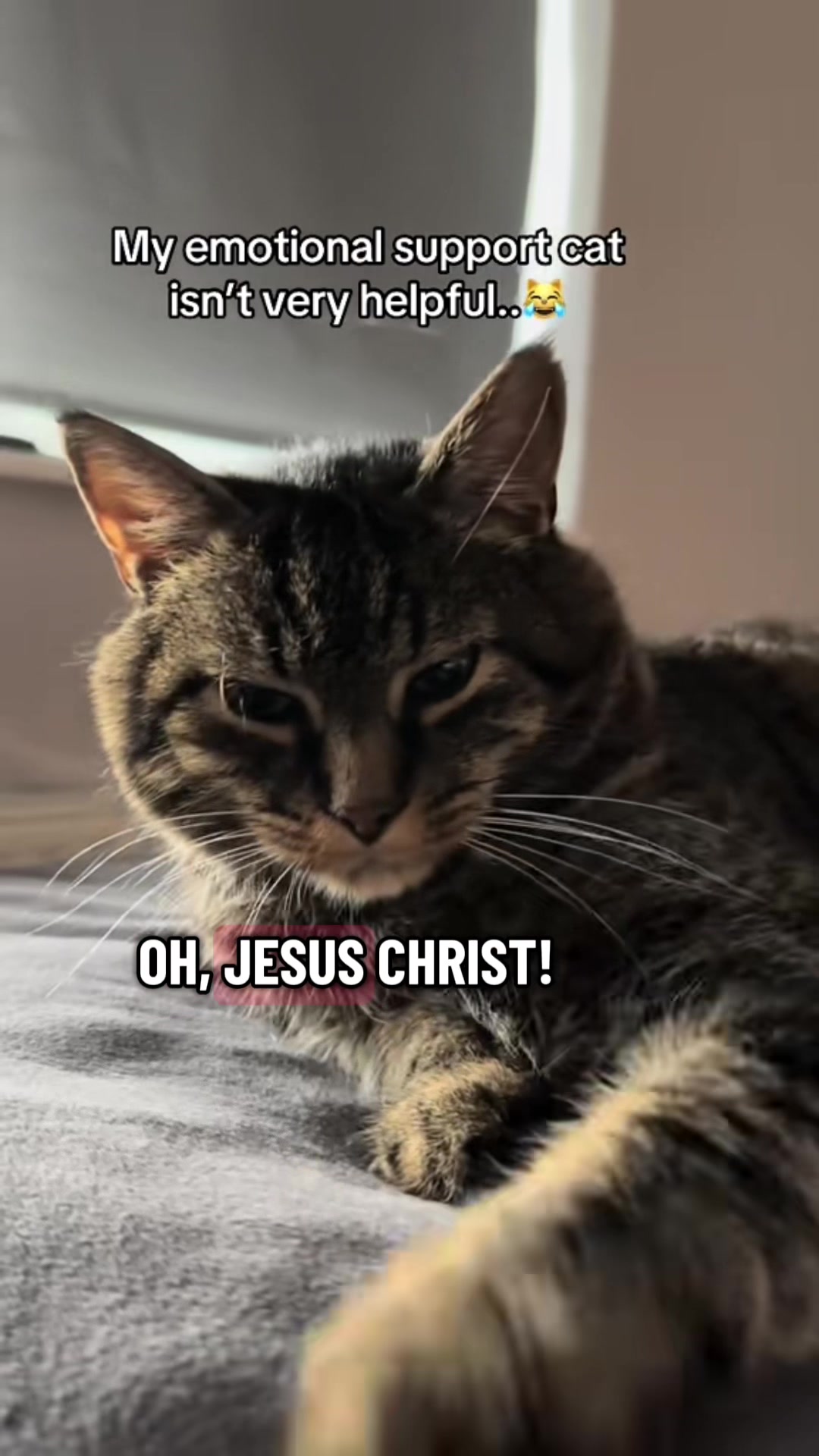 @Joep_the_ rescuecat