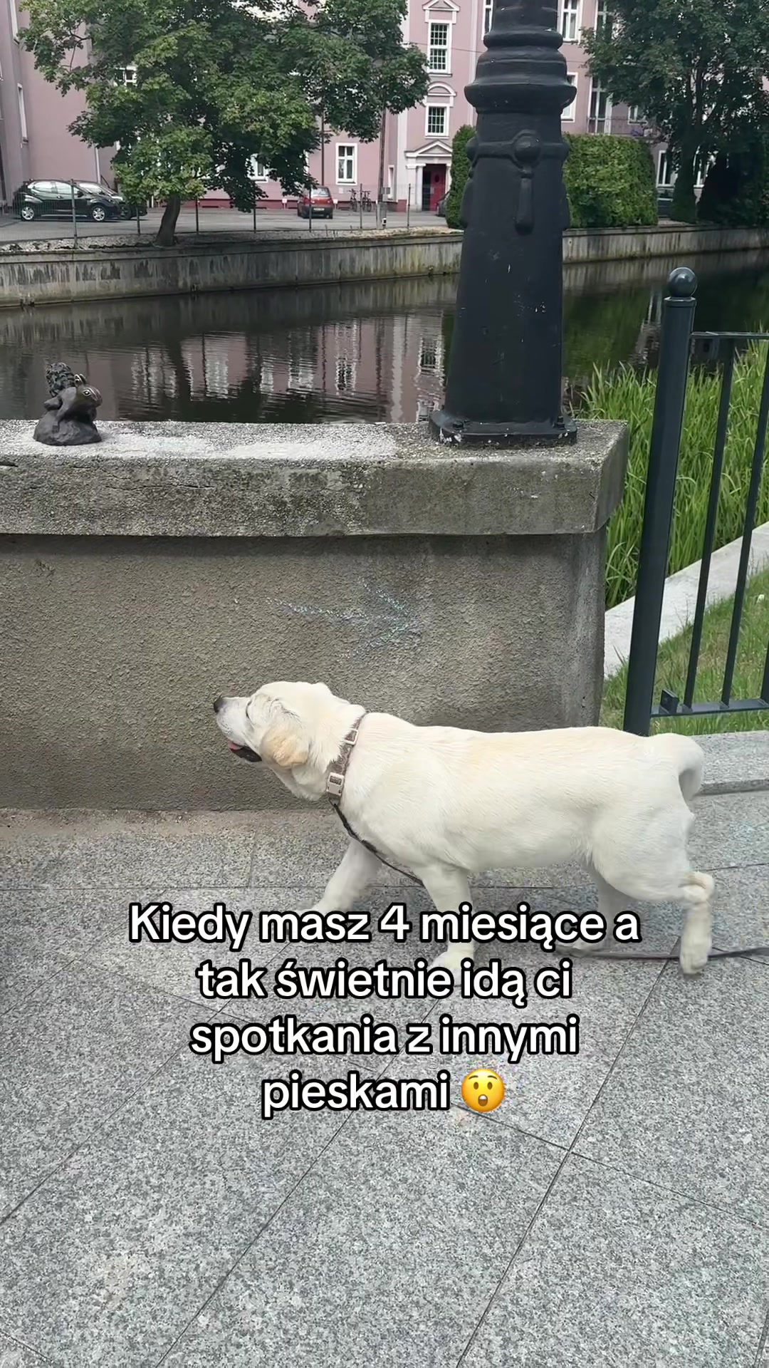 @Moonlife -Labrador Retriever