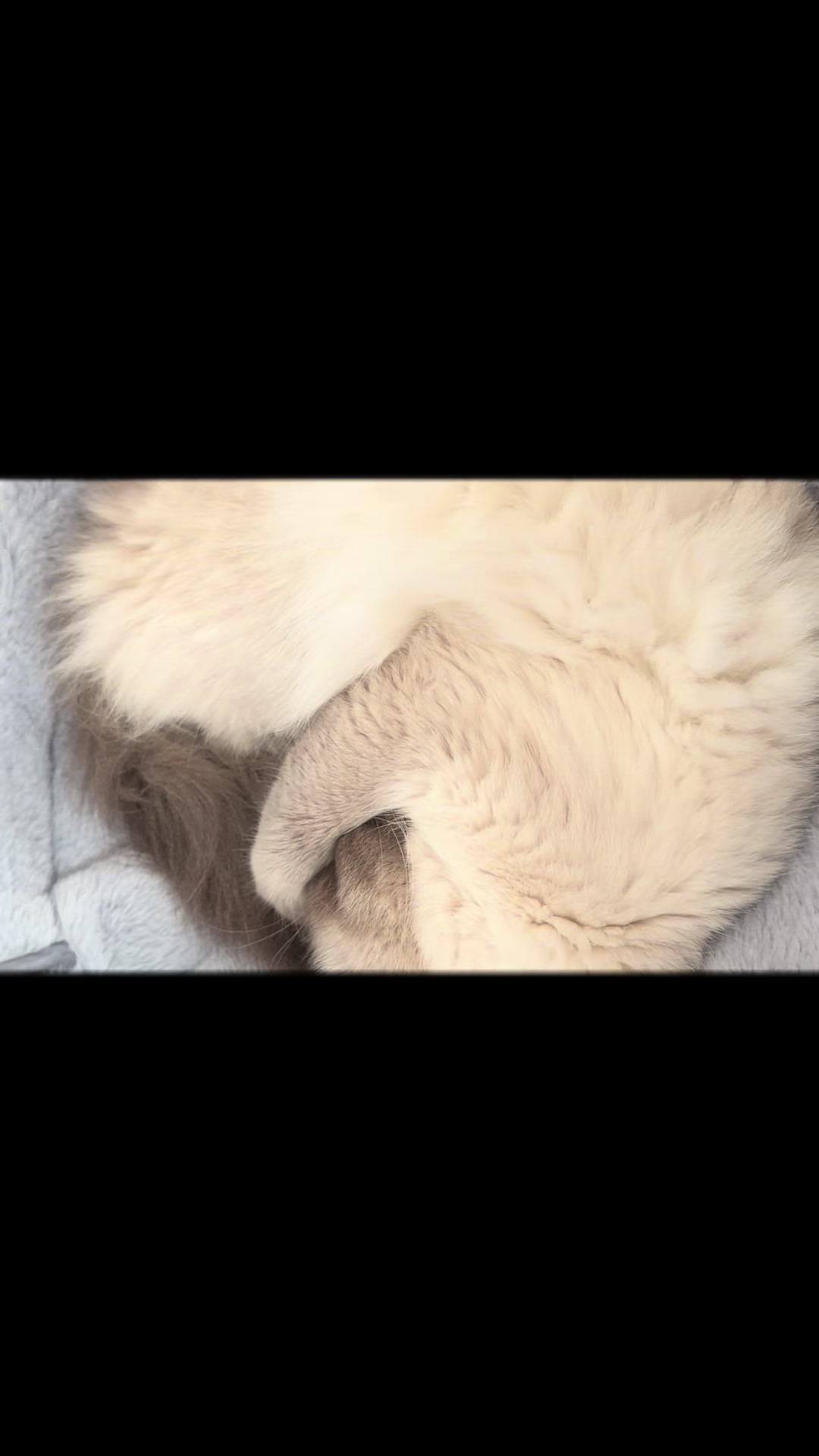 @mystic paws