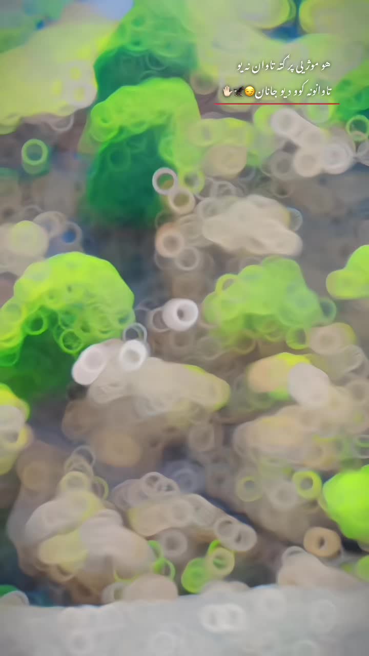 @𓆩&bull;.𝒾𝓉𝓍 𝓌𝒶𝒽𝒾𝒹ℴ.&bull;𓆪