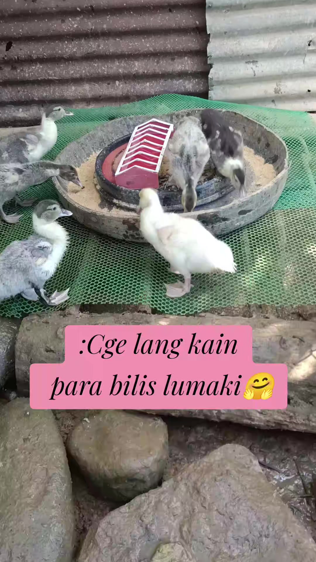 @Mabikas Agripamilya