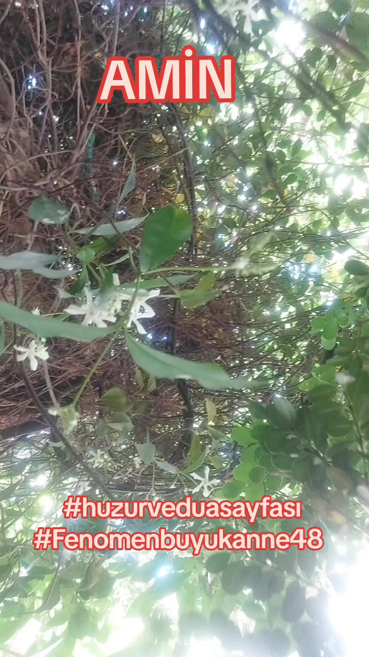 @Fenomenbuyukanne48