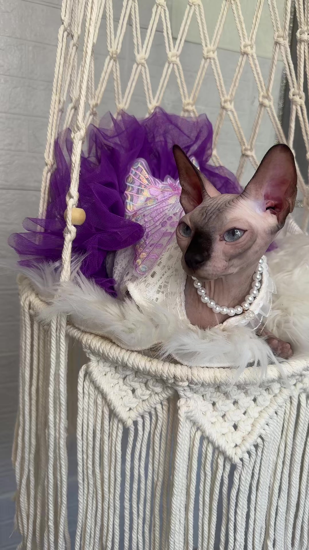 @Diana Ciortan Sphynx Romania