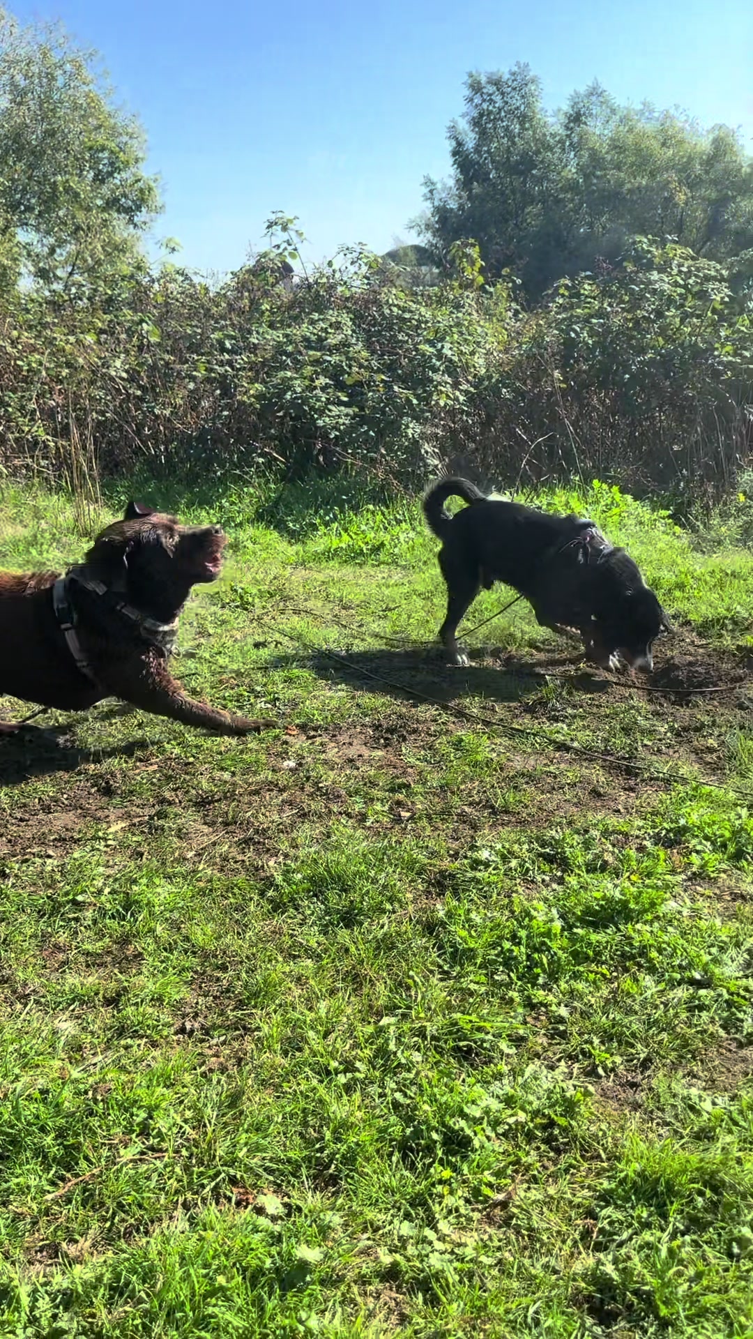 @DogWalk78