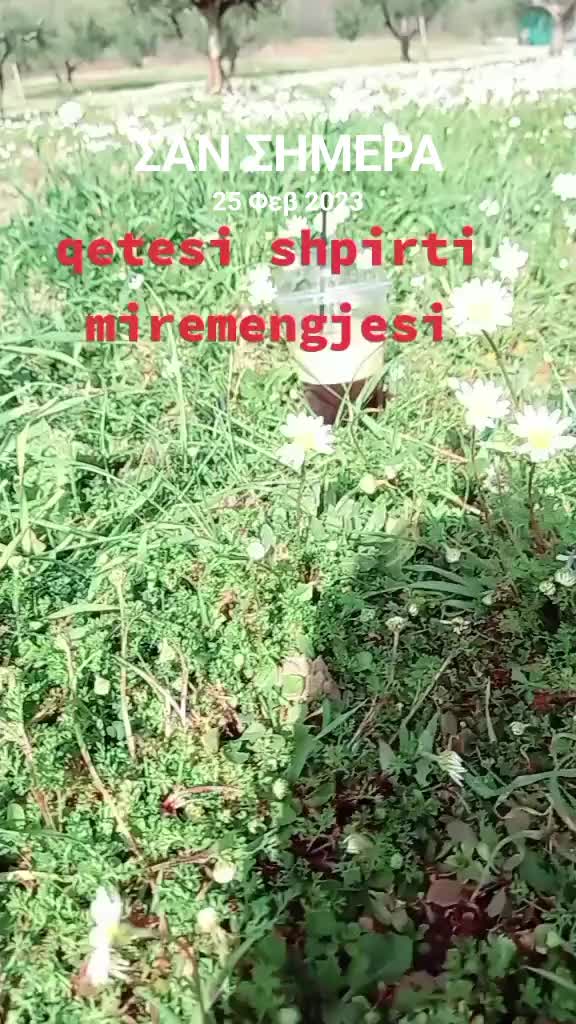 @teutahoxha