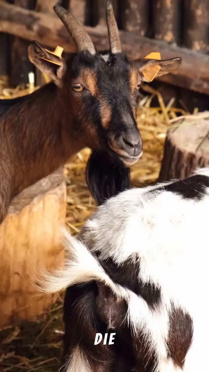 @S&uuml;&szlig;e Tiere