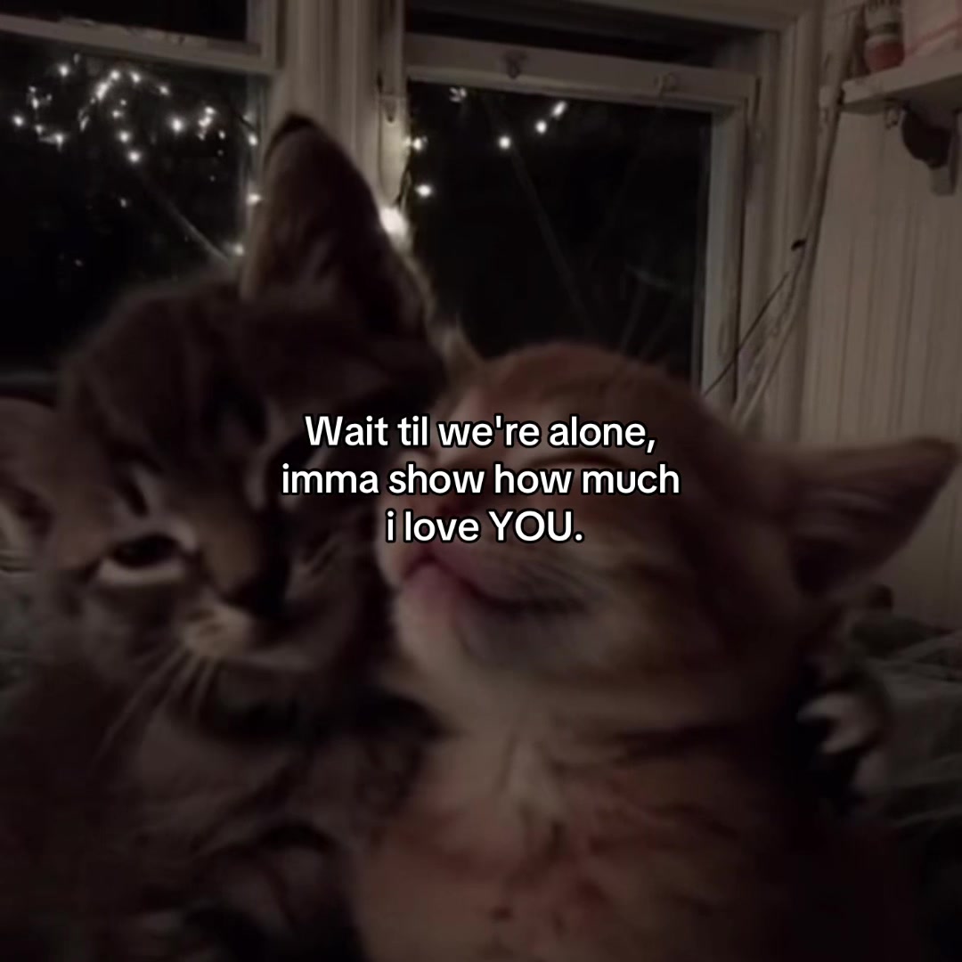 @Alice.cattok