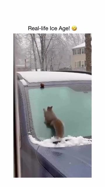 @Funny Videoss