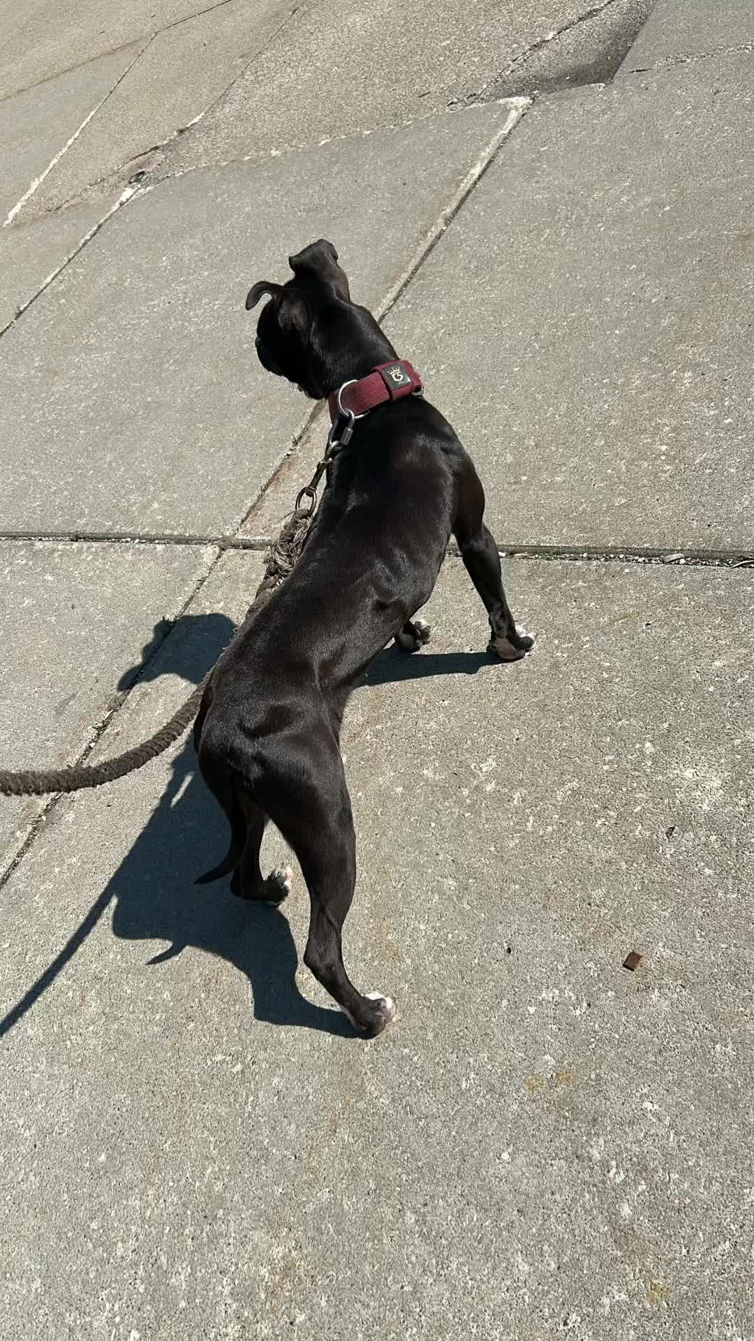 @themreal_hounds