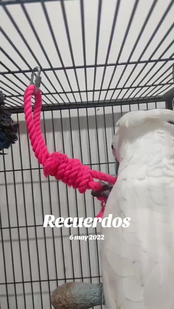 @todosbichosmios