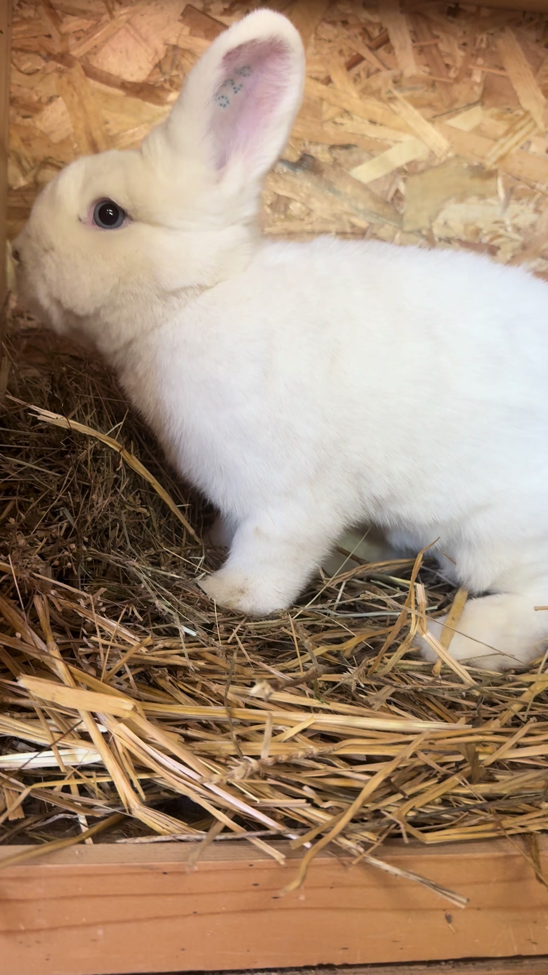@Cvetirabbitvet