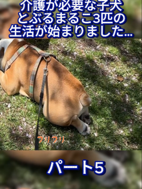 @ブルドッグぶるまるチャンネル Fan