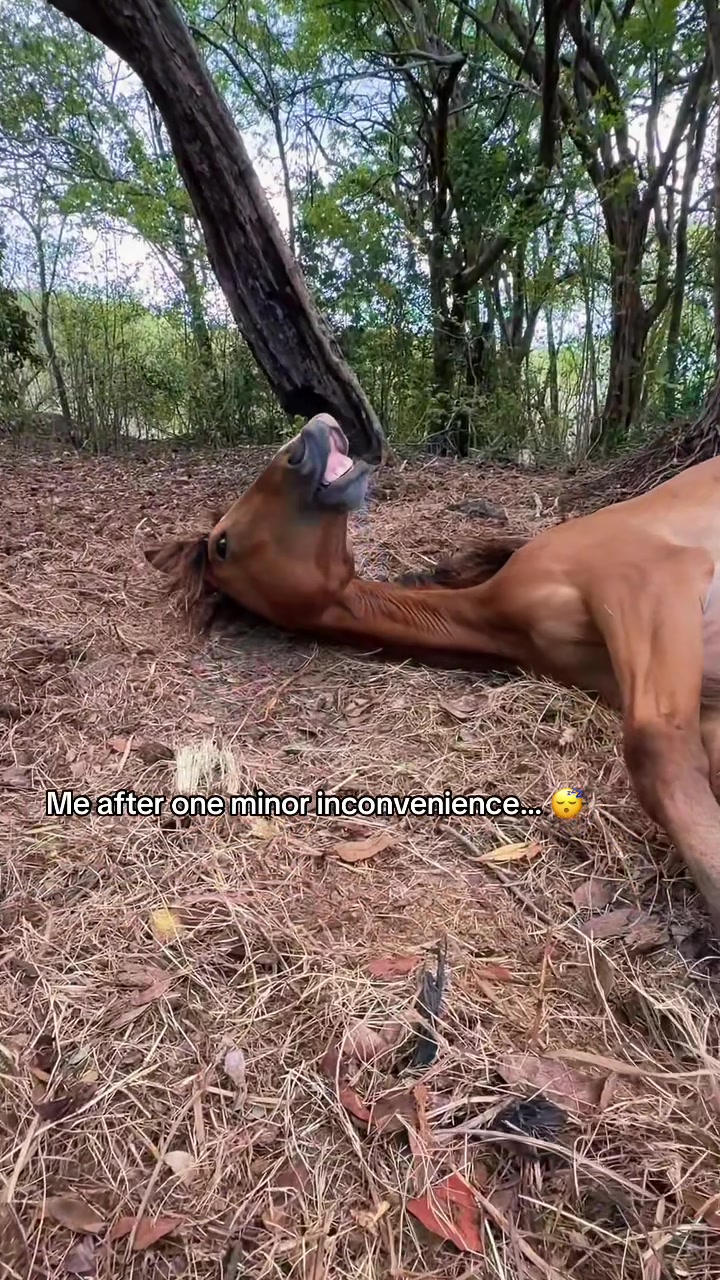 @roots_riding_stables