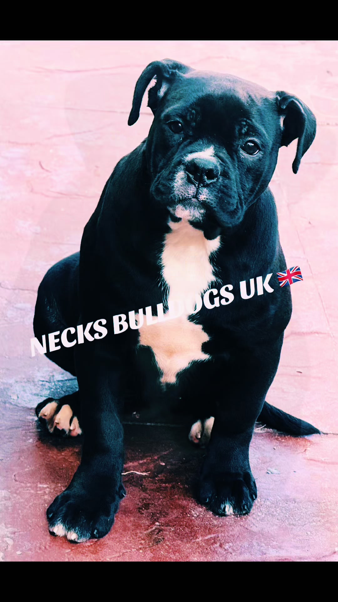 @NECKS ALAPAHA UK