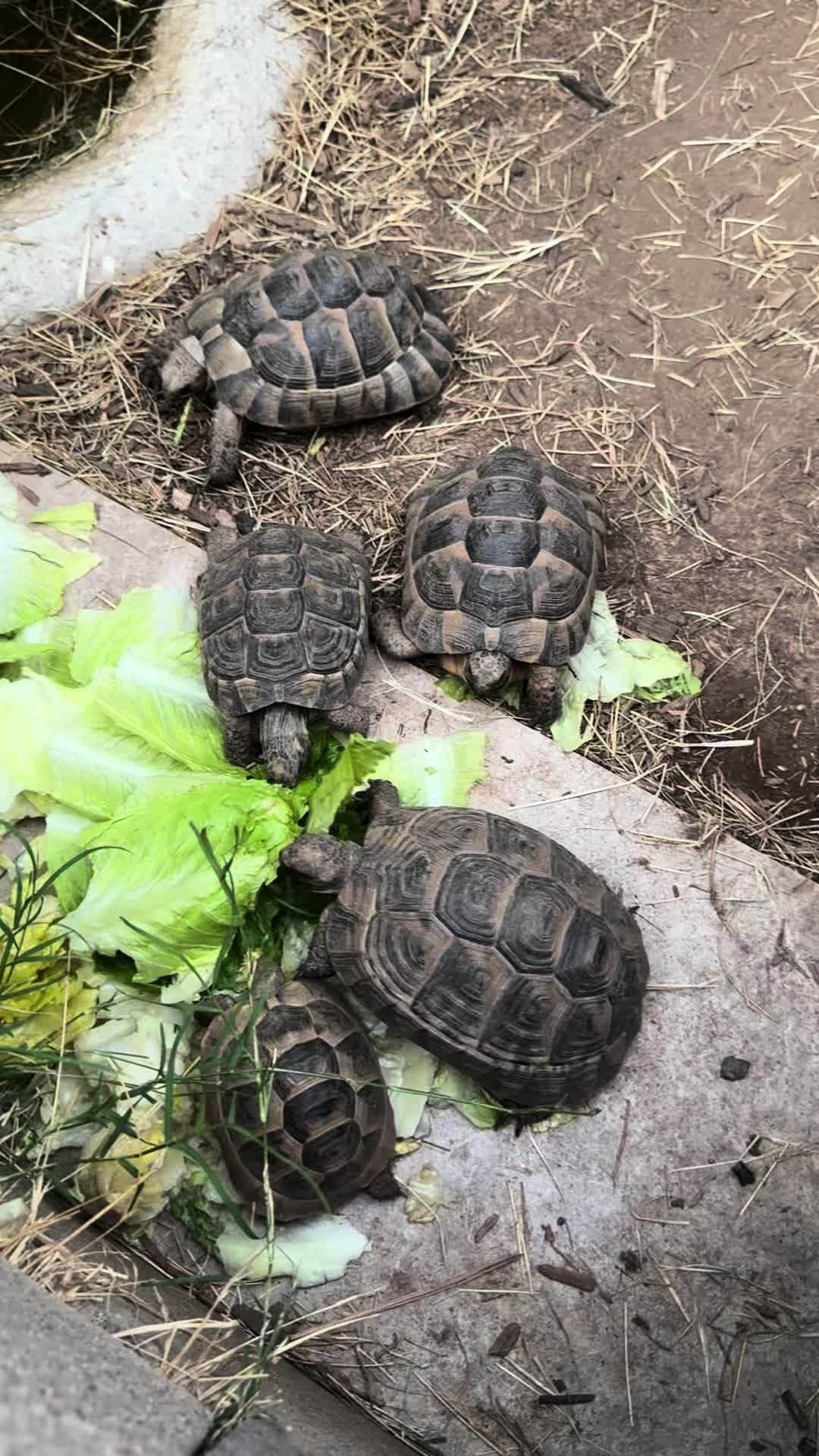 @Western State Tortoise